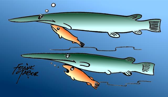 Two large Gar or Alligator Gar fish with two pilot fish. . .  One pilot fish says to the other. . .  by Frank Tabor