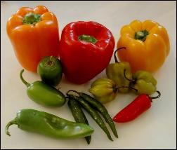Colorful Sweet and Hot Chilli Peppers photo by Jock Dempsey