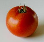Healthy tomato
